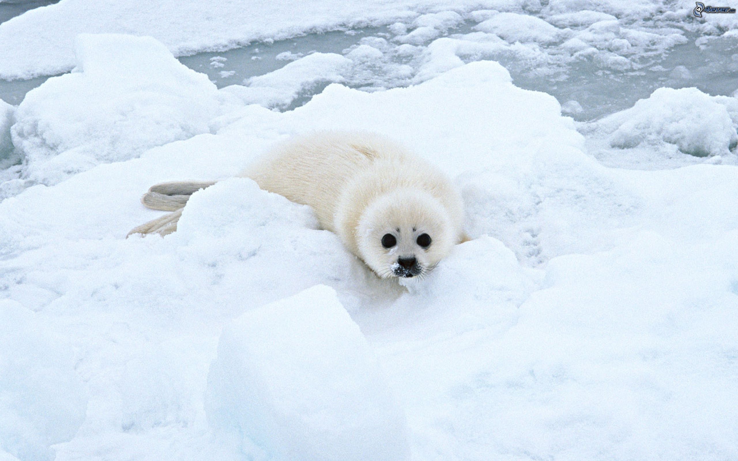 加拿大圣劳伦斯湾，有一只可爱的海豹宝宝在雪地里打滚
