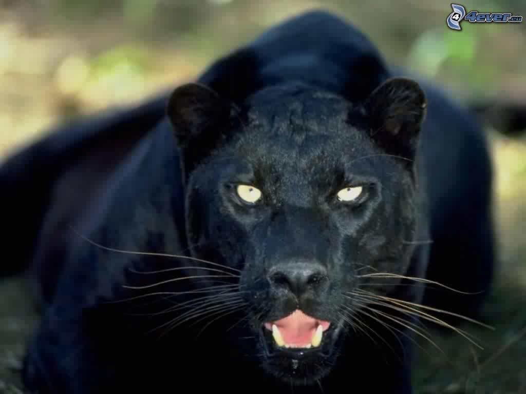puma animal noir sauvage