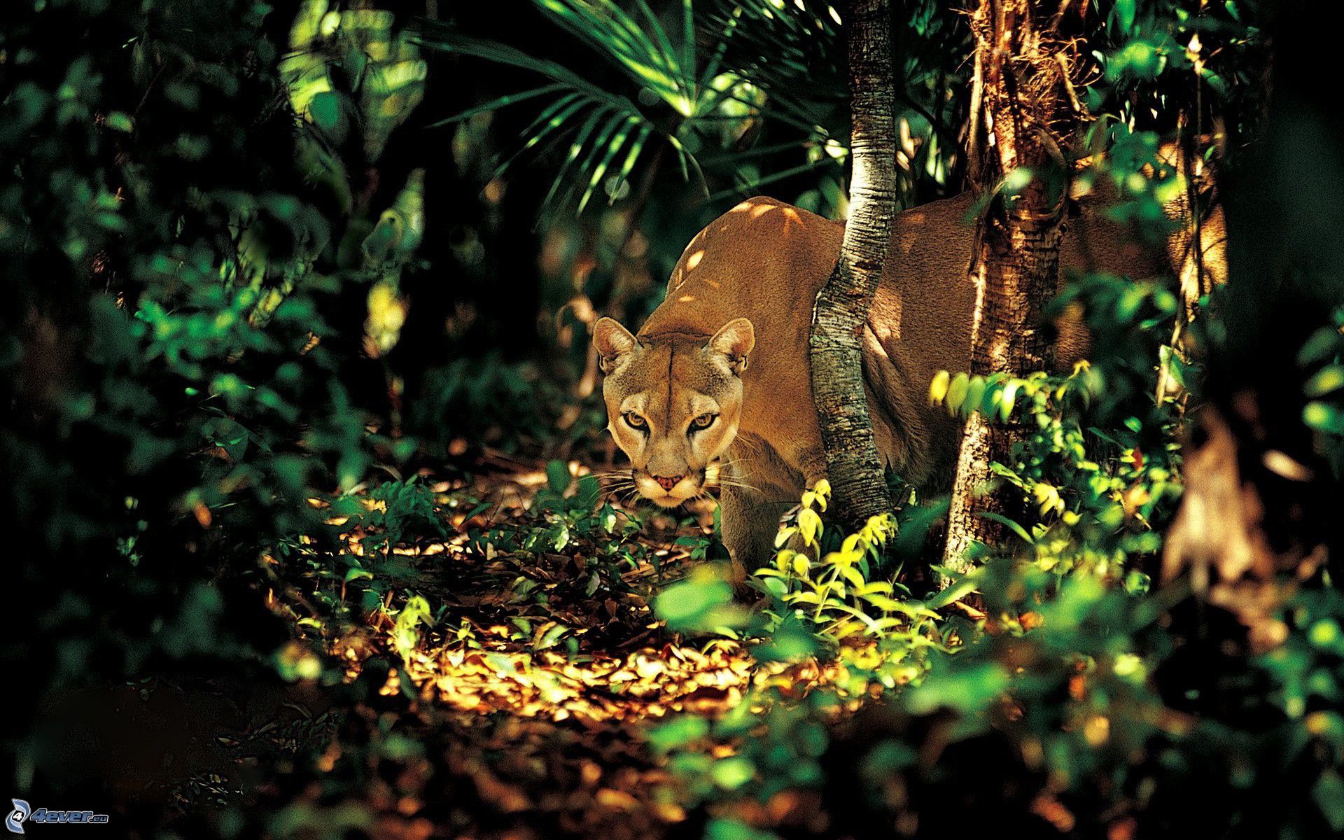 puma jungle