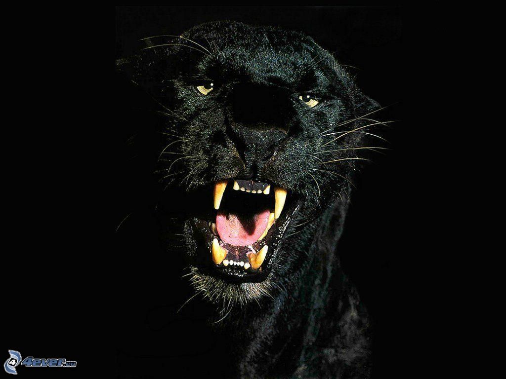 photo puma noir animal