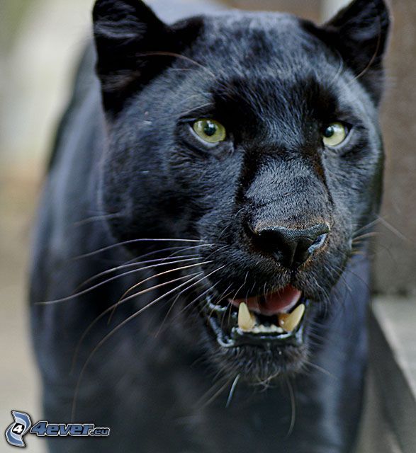 Puma noir