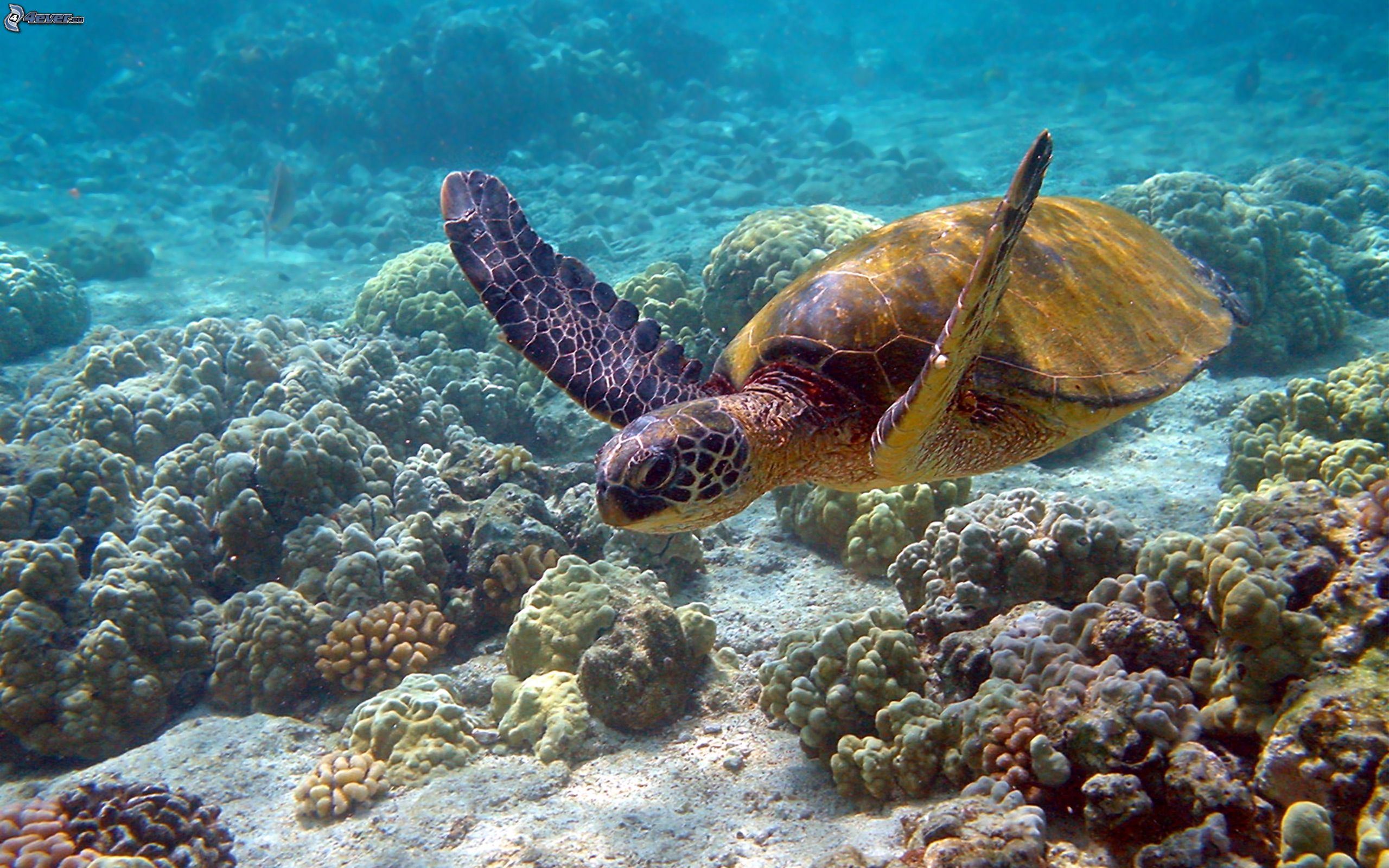 clipart tortue de mer - photo #48