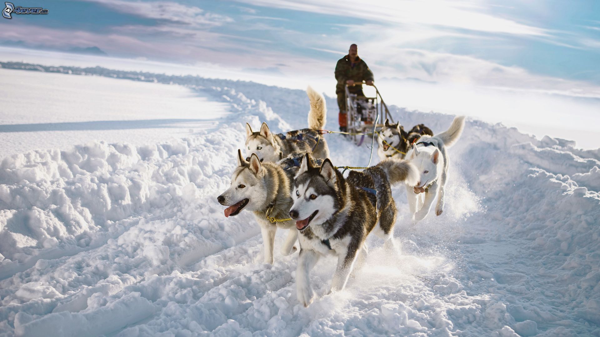 凱旋旅行社(巨匠旅遊)｜Artisan Tour - 到北歐芬蘭來場自駕哈士奇犬拉雪橇體驗